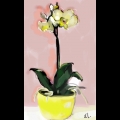 Жёлтые орхидеи